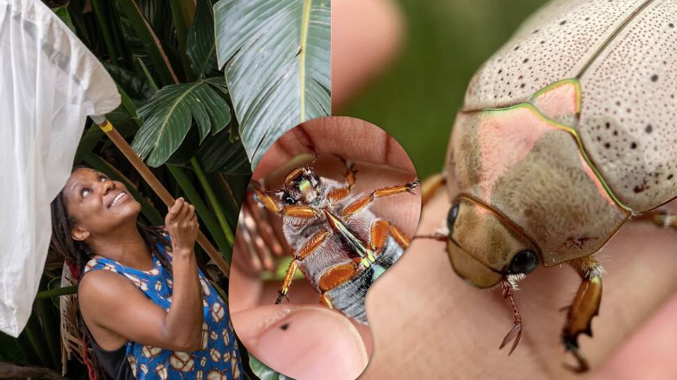 Associate Professor Tanya Latty holding a net and the washerwoman Christmas beetle (Anoplognathus porosus). Pictures supplied by Tanya Latty
