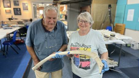 Robert Whiter alongside fellow volunteer, and exhibition director, Stephanie Rawlings who is carefully holding one of Old Tom's rib bones. Picture by James Parker