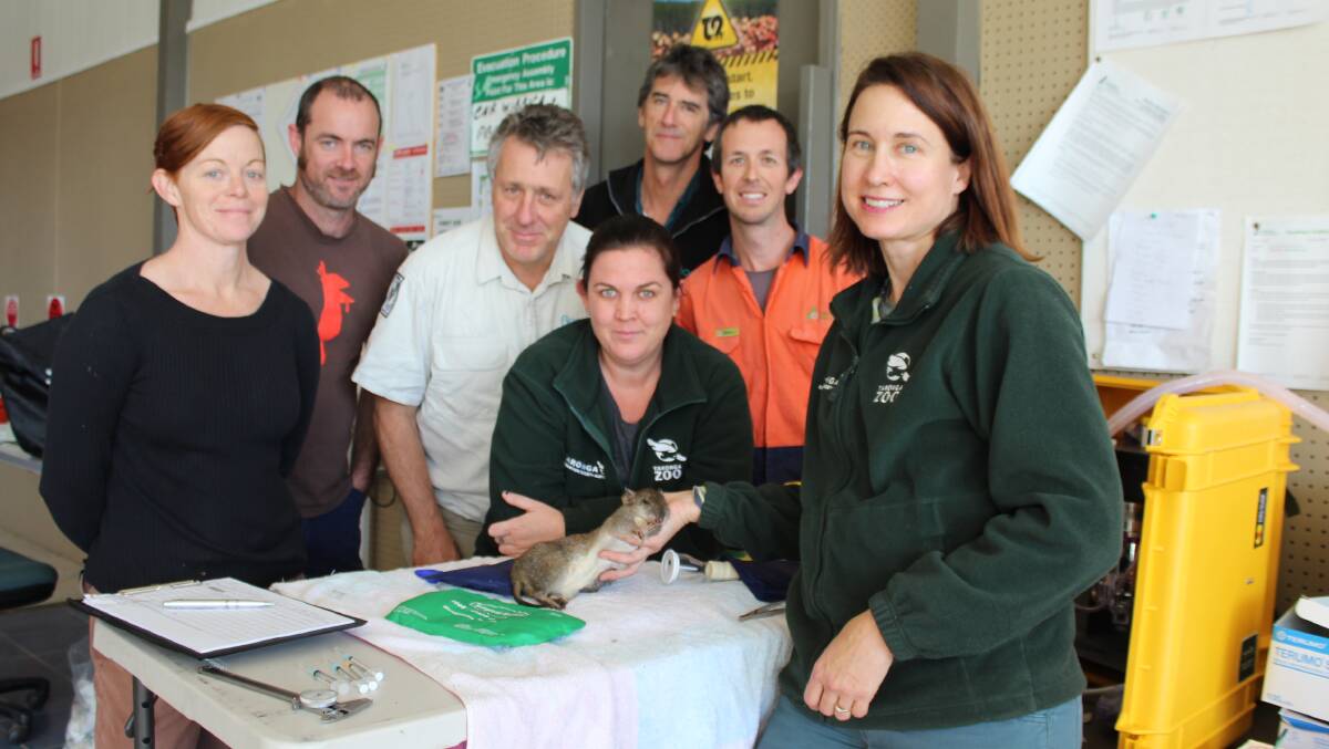 OPERATION BANDICOOT: A joint project by Forestry Corporation NSW, Parks Australia and Taronga Conservation Society is underway to relocate Southern brown bandicoots from state forests south of Eden to the Booderee National Park near Jervis Bay. Picture: Liz Tickner
