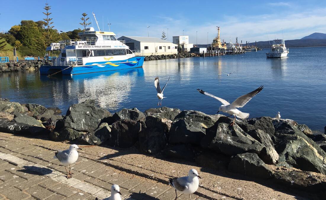 VISITORS: Clara Rogers of Black Range has sent the Magnet this great photo of seagulls at Eden Wharf titled 'Flocking to Eden for the Whale Festival'. Thank you Clara.