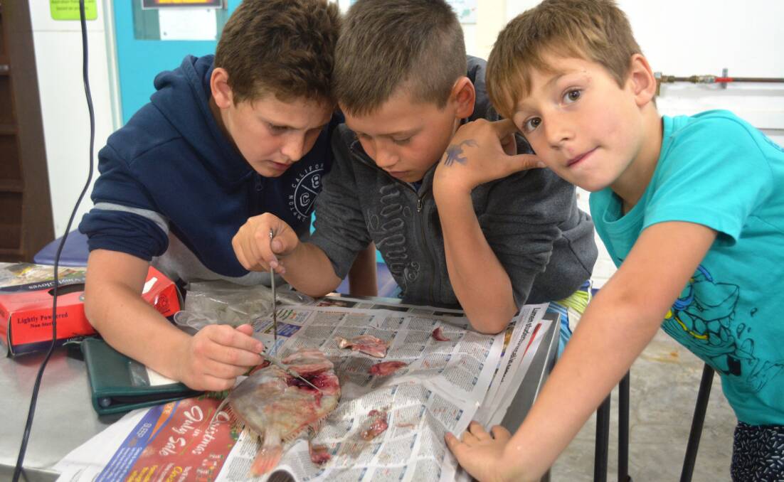 CUTTING EDGE: Science Week 2016 was a hands-on experience for these boys who took part in fish dissecting at the Sapphire Coast Marine Discovery Centre. 