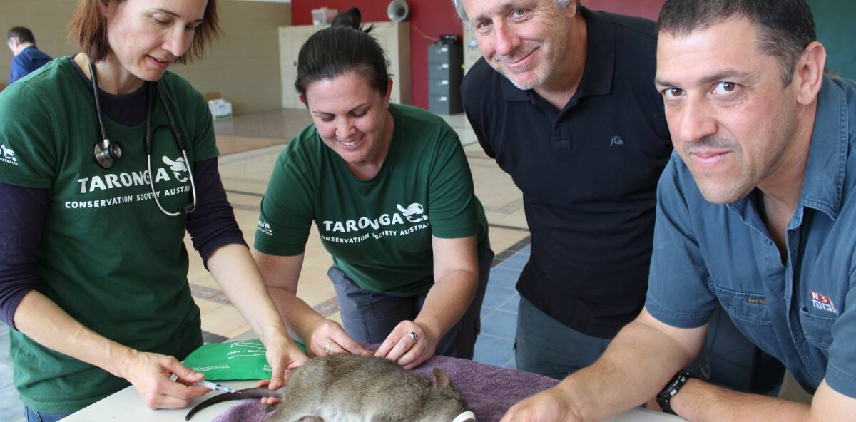 BACK FROM THE BRINK: Karrie Rose, Jane Hall, Nick Dexter and Peter Kambouris carry out a health check on a trapped potoroo. Photo: Liz Tickner