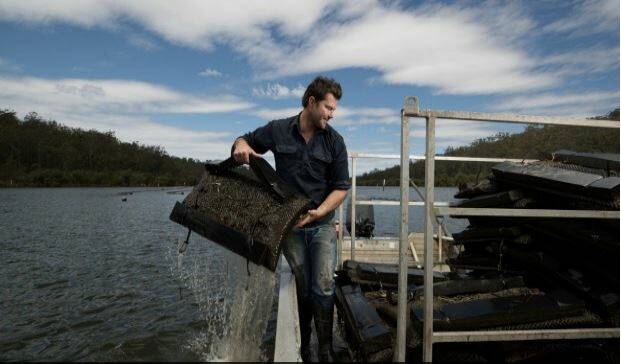 Oyster farmer, Ewan McAsh hauls in some 18-month-old Sydney rock oysters. Photo: Janie Barrett