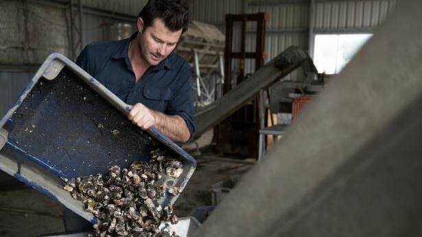 Detection of a virus that kills Pacific oysters has caused millions of dollars damage to the Tasmanian oyster industry. Photo: Janie Barrett