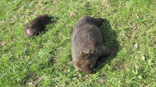 A mother and baby wombat lie dead on rural property near Candelo. Picture submitted