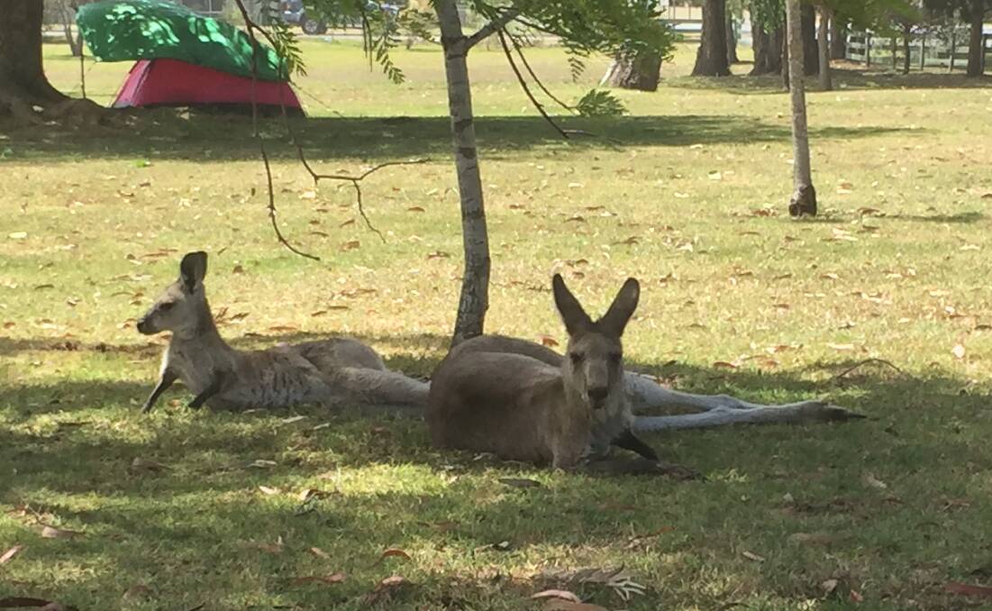 SHADY: Kangaroos try to beat the heat in the Eden Gateway Caravan Park on Tuesday, when temperatures reached high 30s across the Valley.