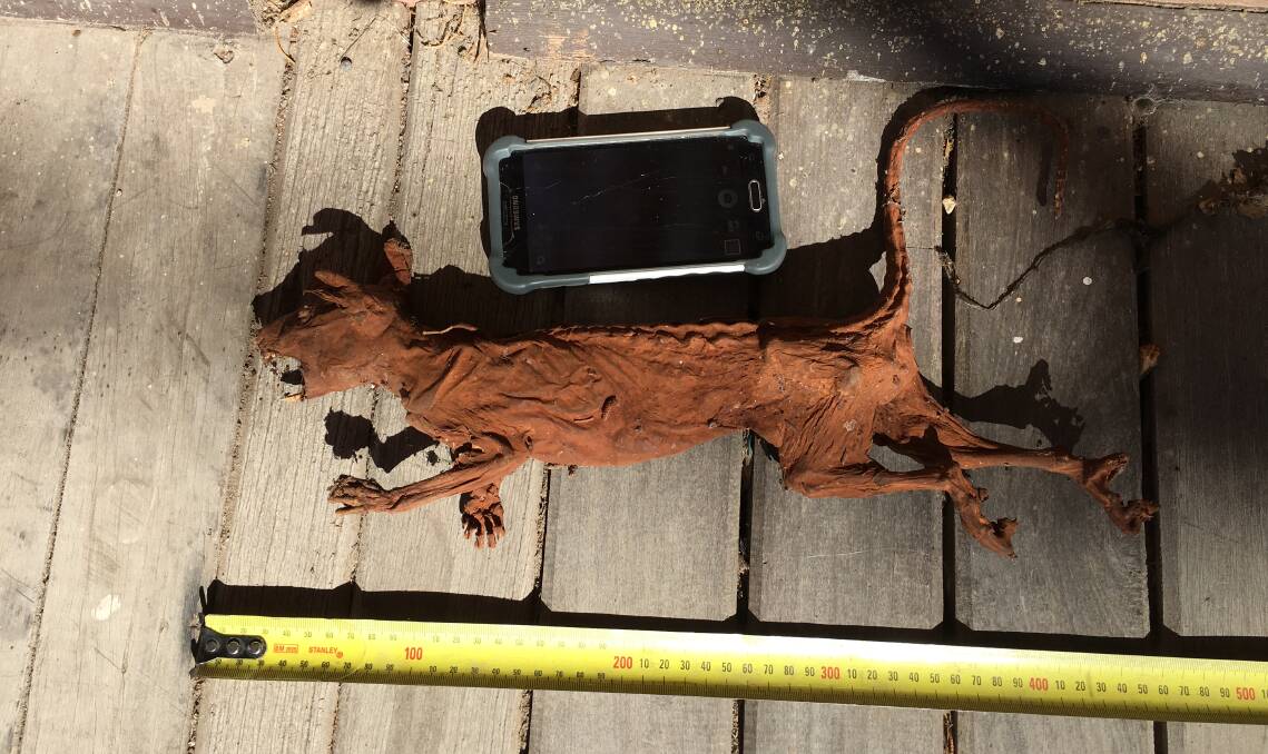 Monster rats shock tradies in Old Bega Hospital roof | Photos