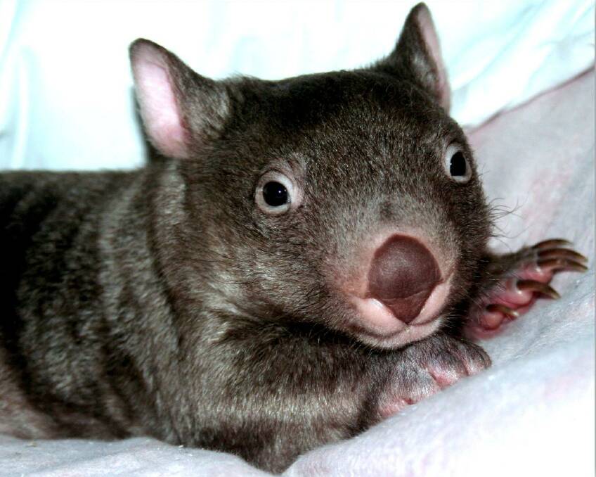 Orphan: a baby Bare Nose wombat in care, after its mother was killed. Picture courtesy Kiren Jayne