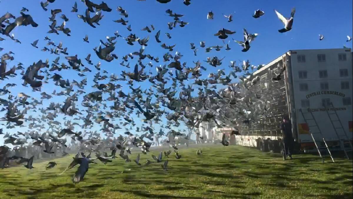 On the wing: over 6000 pigeons are released from Eden's cemetery last Saturday July 23, for a race to Sydney. Picture: Brownyn Wright