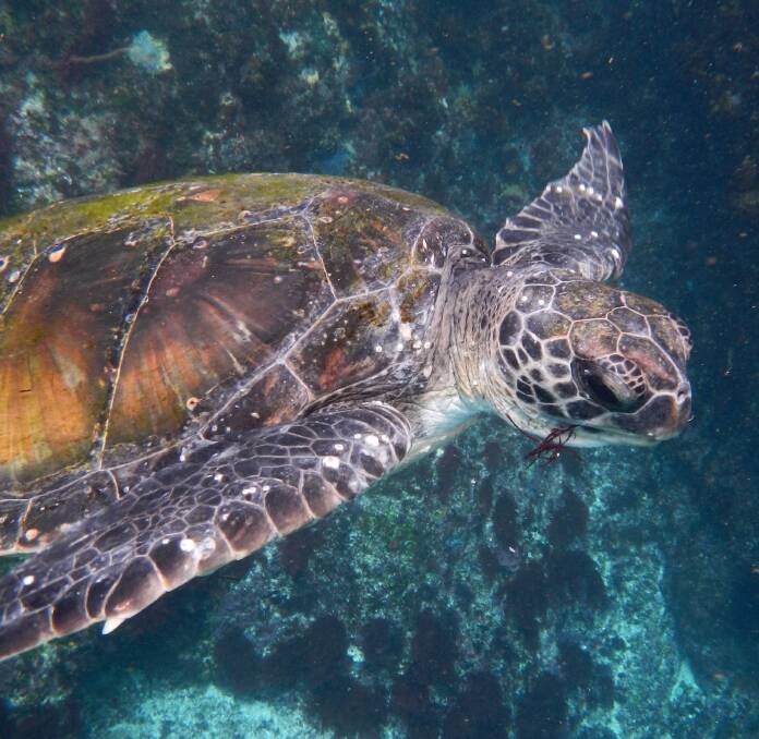 Green turtle recorded in NSW waters. Picture courtesy Rochelle Ferris
