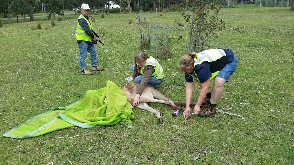 WIRES' and wildlife carer volunteers work together to help entangled Eastern Grey kangaroo