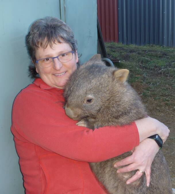 In safe hands: A hand-reared orphan wombat is cared for by Wombat Protection Society of Australia president Marie Wynan. 