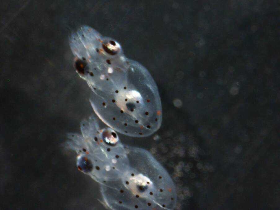 Octo babies: Paralarvae from the Sapphire Coast Marine Discovery Centre's last batch of octopus eggs. Photo: Supplied
