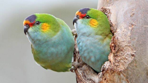 The Spring breeding purple-crowned lorikeet has already given birth to chicks in the Bega Valley. Picture: Chris Tzaros