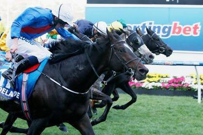 Three-for-all: Adelaide pips Fawkner and a wall of horses in a thrilling finish. Photo: Darrian Traynor