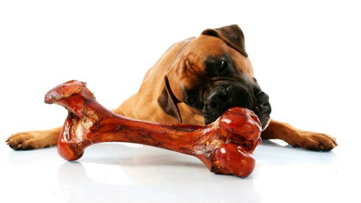 British and Australian vets diverge on whether to give dogs raw bones.  Photo: Michelle Burrell