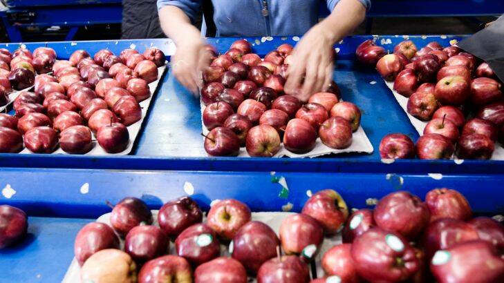 Apple packing in the Tamar Valley of Tasmania. Generic fruit, apple pickers, jobs, employment, agriculture, economy, industry, rural. Wednesday 18th May AFR photo Louie Douvis job#127767