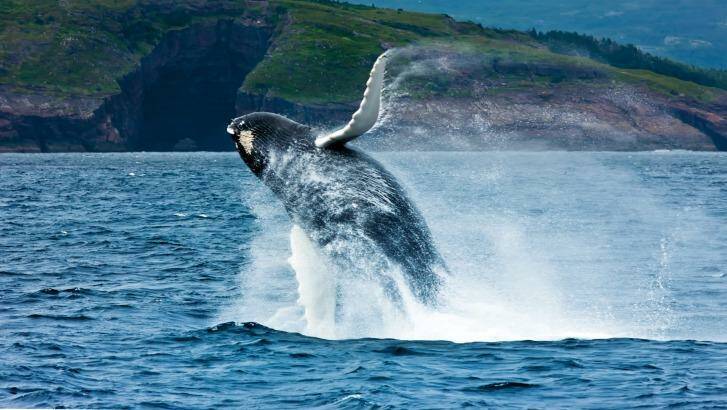 Whales and icebergs are a regular sight around many parts of the Newfoundland and Labrador coastline. Photo: Wayne Barrett