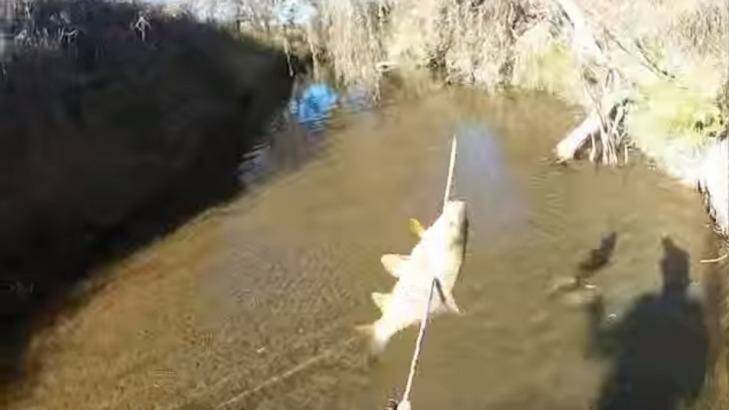 Academics, environmental groups and politicians are alarmed at the carp bow fishing trial. Photo: Youtube/tigeinaus