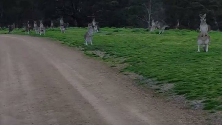 'Look at them. They're just standing there'. Kangaroos eyeball cyclist Ben Vezina at Hawkstowe Park. Photo: Ben Vezina, YouTube