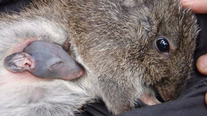 A 20-year celebration will be held in honour of Gilbert's Potoroo. Photo: DPW