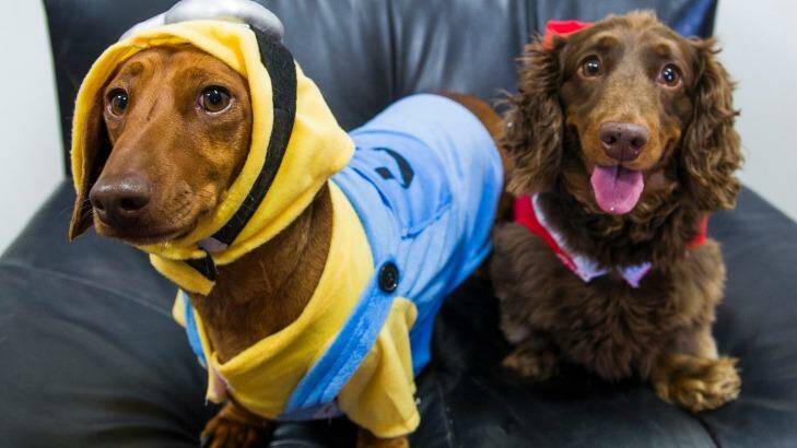 Biscuit and Archie will be part of the Dachshund racing in the city this Sunday. Photo: Elesa Kurtz