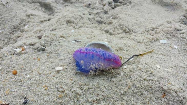 The bluebottle, or Portuguese Man O' War, that washed up on the beach in New Jersey. Photo: Harvey Cedars Beach Patrol