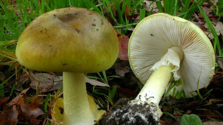 Death cap mushrooms: If in doubt, don't eat them. Photo: Supplied