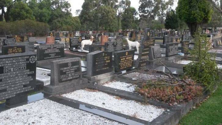 Cemetery calls in the goatbusters: The elusive white Boer goats of Rookwood Necropolis, which is to be overhauled as a tourist destination.  Photo: Richard Sutton