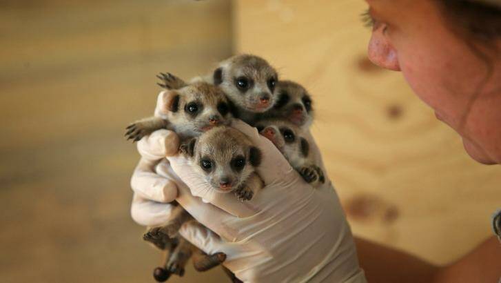They're cute, but these three week old meerkat pups are quite a handful.  Photo: Marina Neil