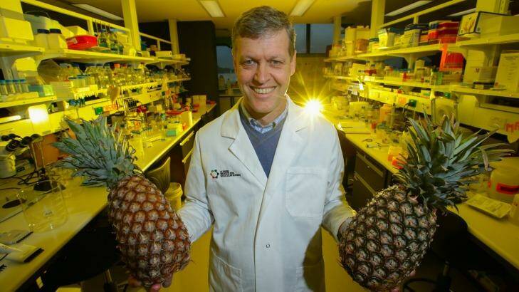 Biochemist Professor Rob Pike says enzymes found in pineapples can cure diarrhoea in piglets, reducing the reliance on antibiotics. Photo: Jason South