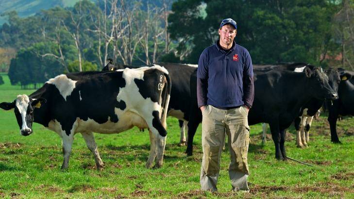South Gippsland dairy farmer Damian Murphy said the recent cuts to milk prices will mean a tough year.  Photo: Wayne Taylor
