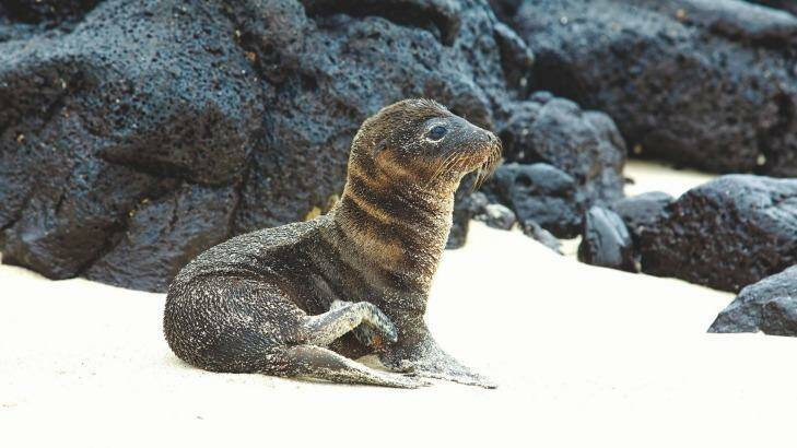 Young sea lion, Galapagos Islands. Photo: Kjersti Joergensen