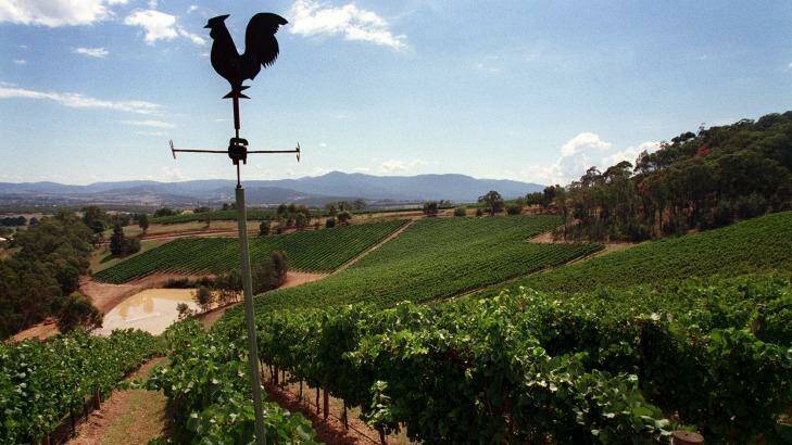 The vines of Coldstream Hills Winery in the Yarra Valley. Photo: Andrew De La Rue