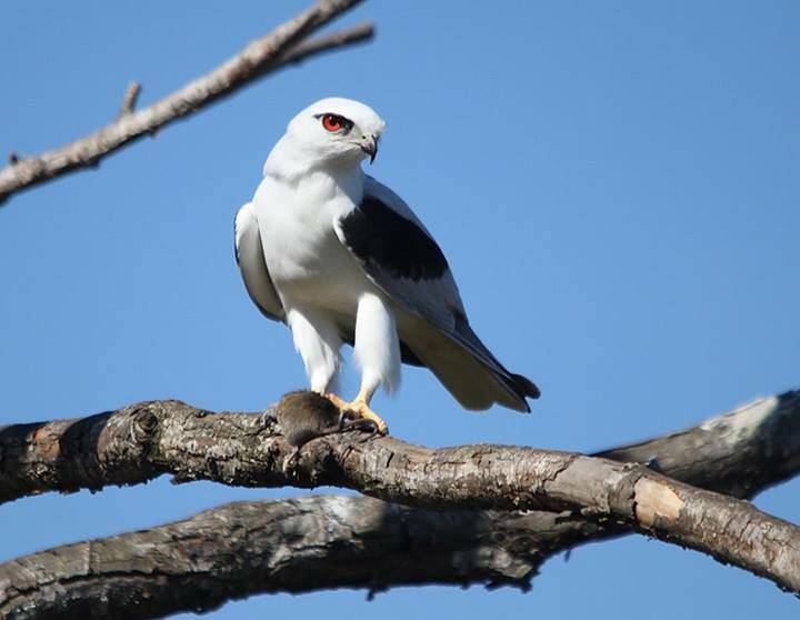 Another of Harrison Warne's wildlife photos; a Black Shouldered Kite.
