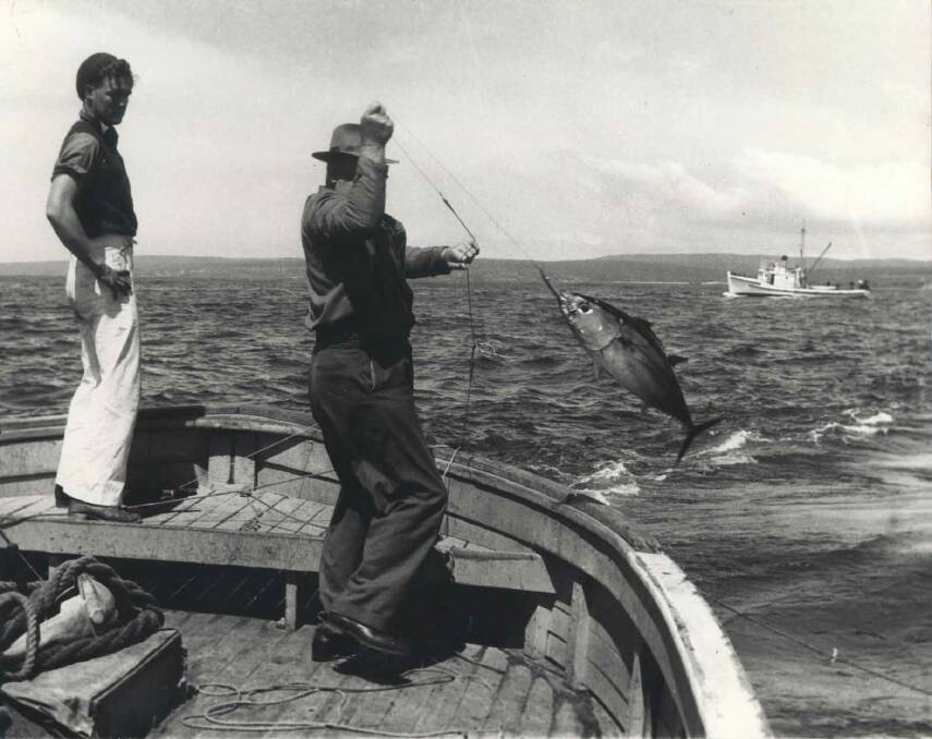 'Captain Henry Johnston shows how to get tuna on the Timoshenko off Eden. Capt Johnston is with Eden Canneries Pty Ltd, in an executive capacity.’
Reproduced in Fisheries Newsletter, Dec 1949
Eden Killer Whale Museum Collection