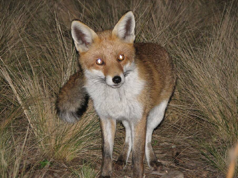 The deadline for public submissions on a proposed pest control order for foxes is this Friday. Photo: Office of Environment and Heritage.