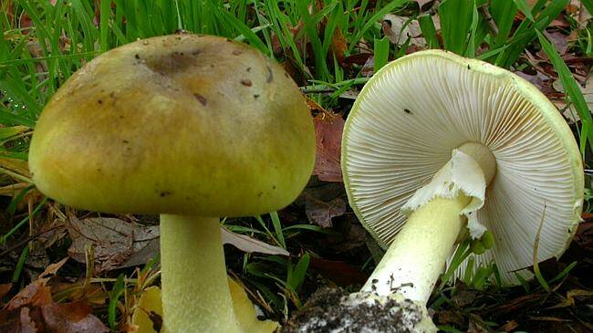 Residents are being warned not to pick and eat wild mushrooms, in case they are Death Cap mushrooms (pictured). Image from The Age.