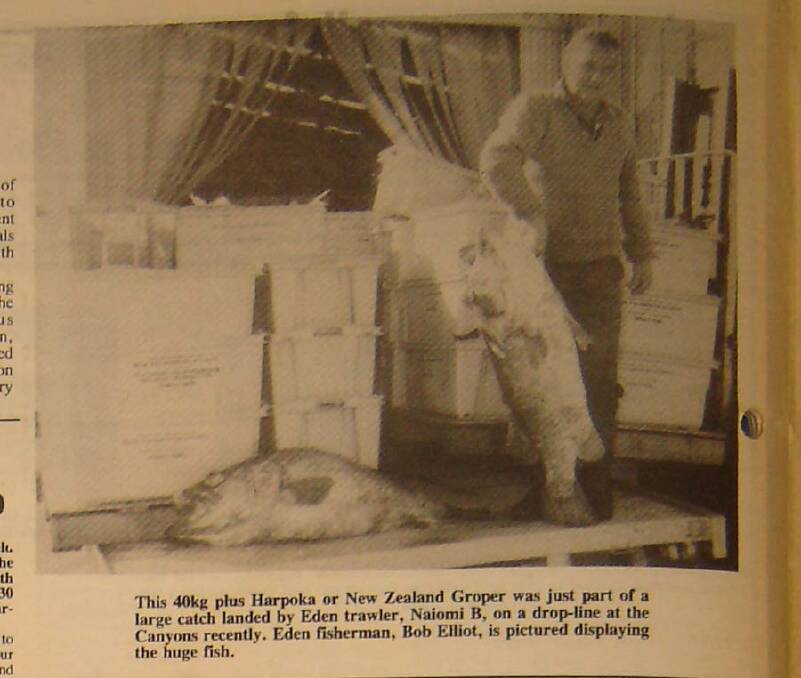 June 30, 1988: This 40kg plus Harpoka or New Zealand groper was just part of a large catch landed by Eden trawler, Naiomi B, on a drop-line at the Canyons Recently. Eden fisherman, Bob Elliot, is pictured displaying the huge fish.