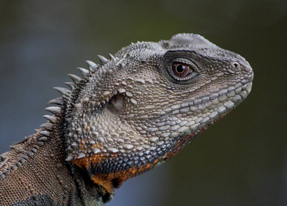One of Harrison Warne's wildlife photographs; a Gippsland water dragon.