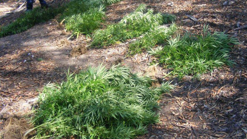 Cannabis plants and dried leaf worth an estimated $500,000 were seized in a series of searches executed in the Bega Valley last week.