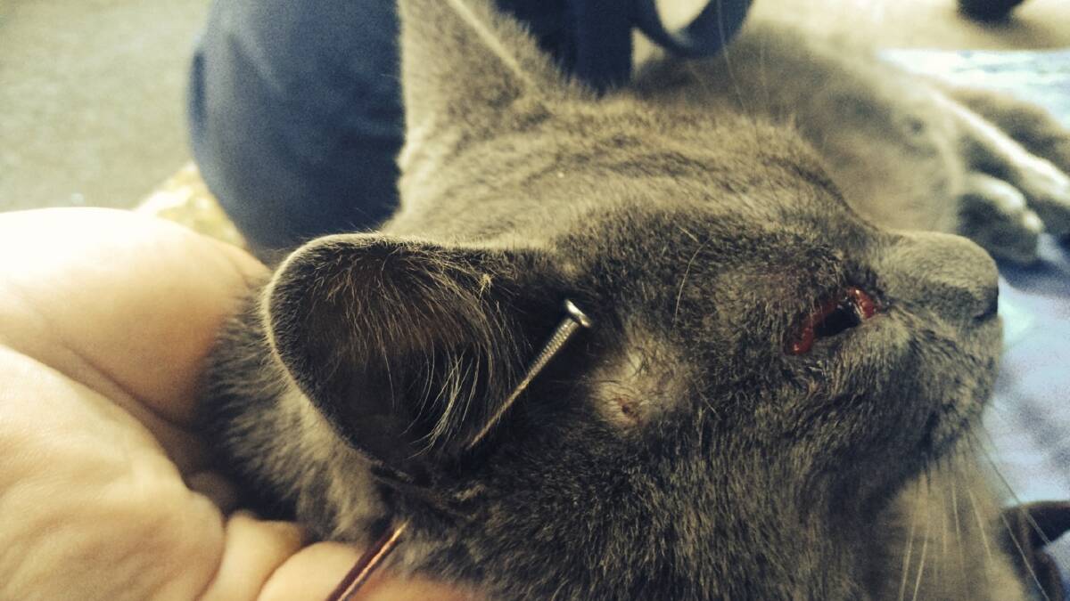 'How cruel can someone be?" Cat's ear pierced with 8cm nail