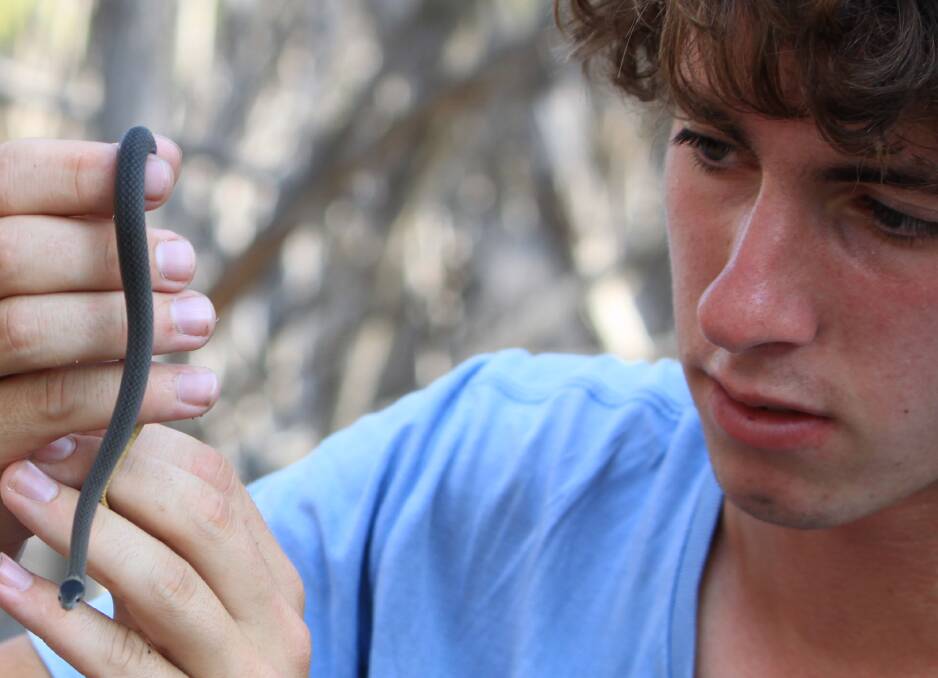 Young herpetologist Harrison Warne holds a mustard bellied snake, which may be found during the Mimosa Rocks Bioblitz.  Photo: Jaime Cook. 