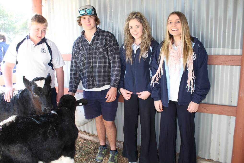 Kyle Boundy, Blake Thomas, Alana Kennedy and Shania Garrett with the two dairy calves. 