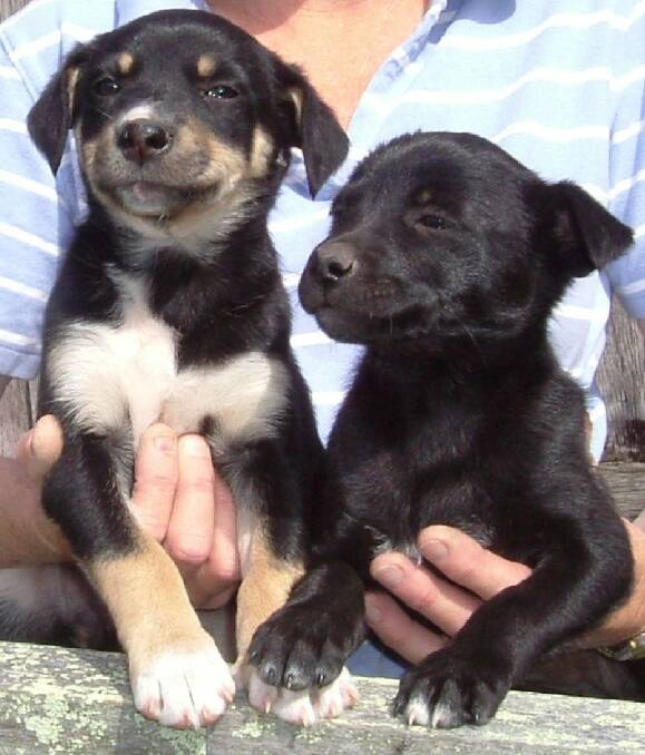 These cute mixed breeds pups are in need of a home. 