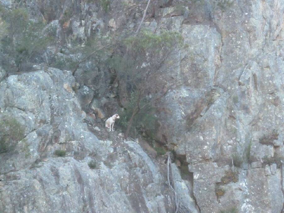 Millie stranded on the cliff of Nethercote Falls. 