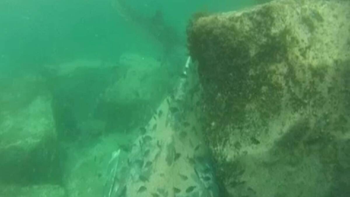 Shark feeds on whale off South Coast beach: Video
