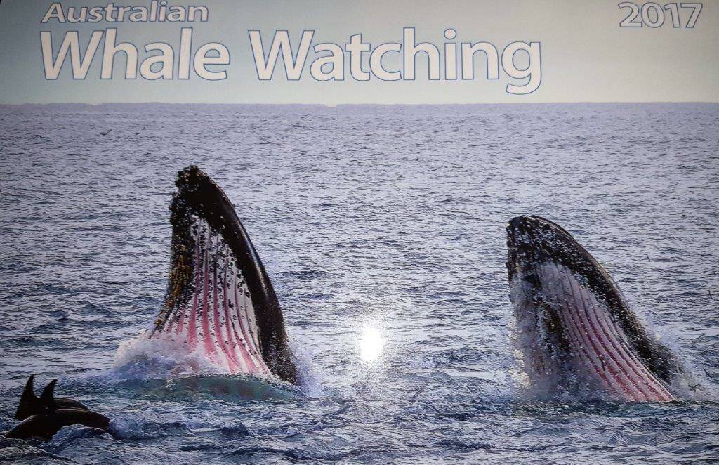Amazing shot: The cover photo of Cat Balou's 2017 calendar of two Humpback Whales feeding was captured by well known Eden photographer, Phill Small.