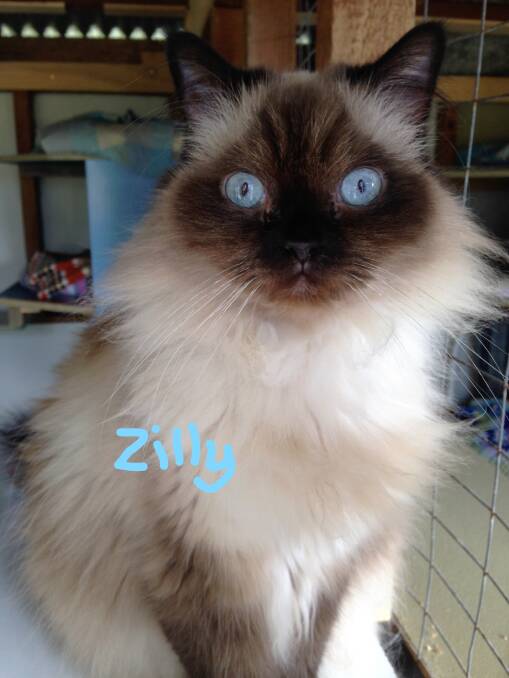 Fluffy: This gorgeous cat Zilly is looking for a new home, contact the RSPCA.
