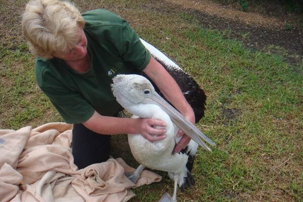 WIRES volunteer Francene Hancock does her first pelican rescue recently. This bird needed antibiotics after a hook and line was embedded in its wing. 